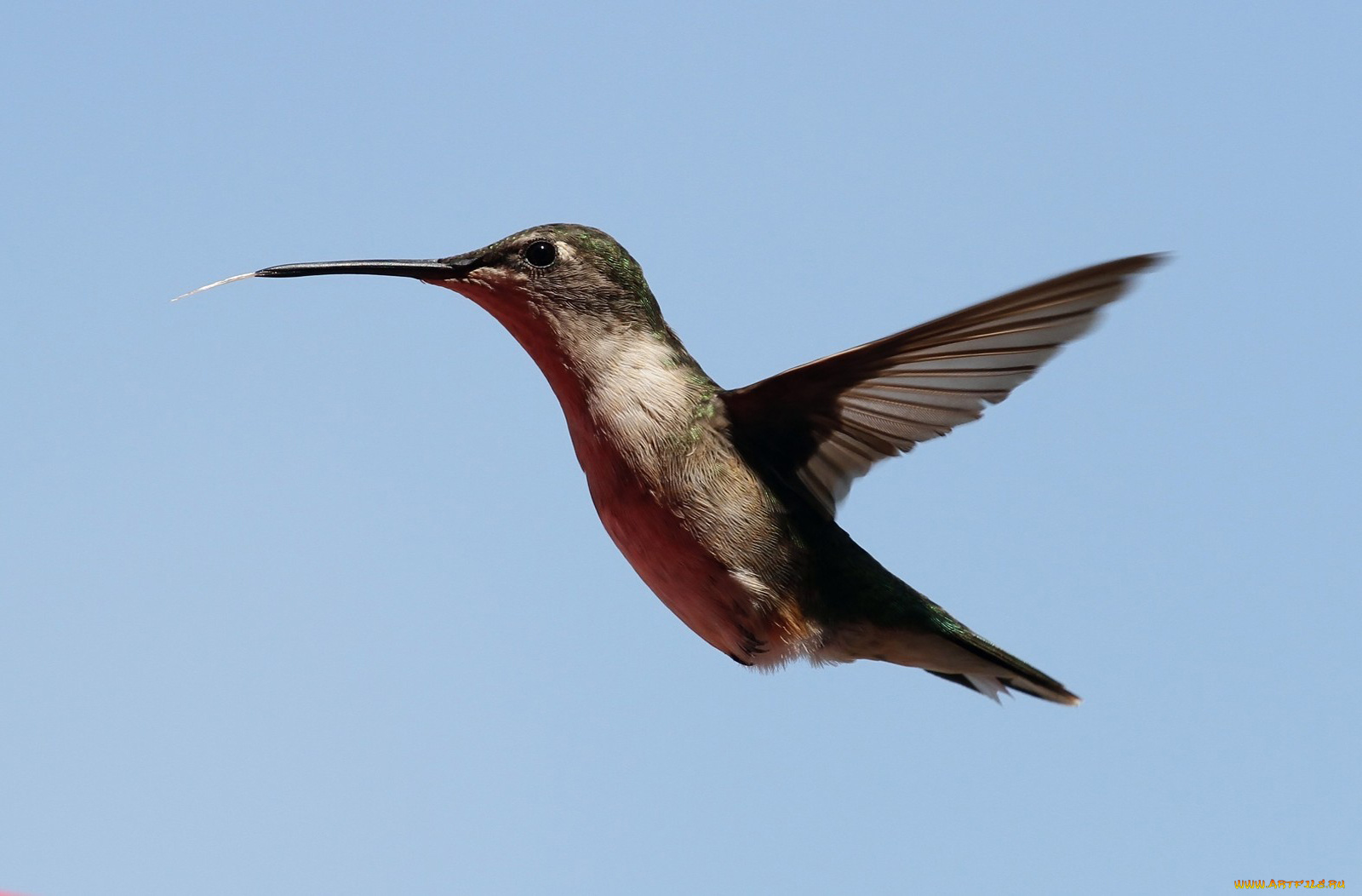 животные, колибри, клюв, полет, крылья