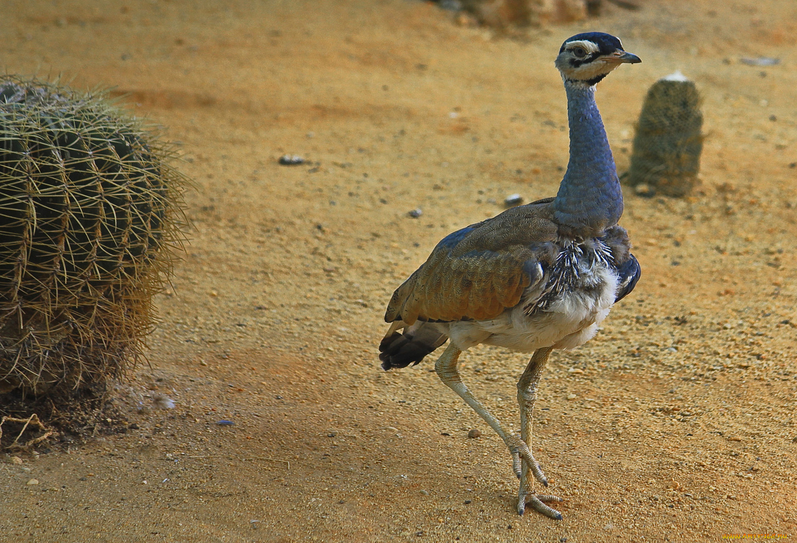 животные, птицы, кактус, песок