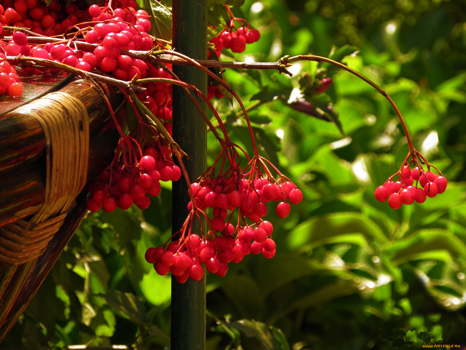 калина, автор, valyamedik, природа, Ягоды, красный, зеленый