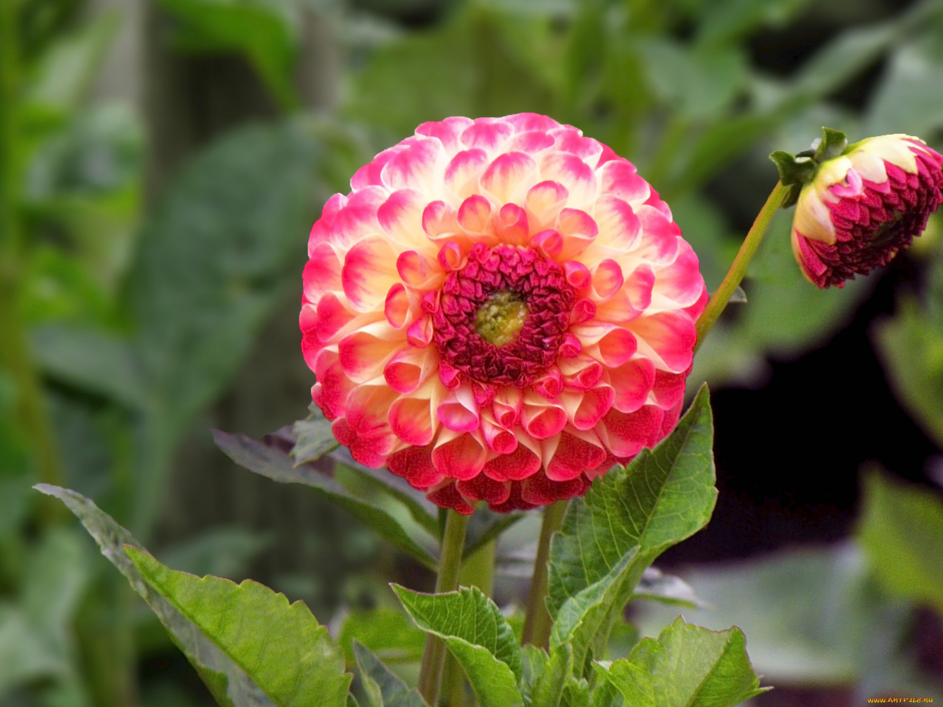 цветы, георгины, листья, лепестки, зелёный