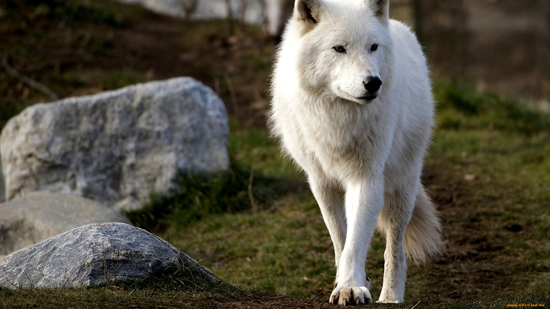 арктический, волк, животные, волки, хищник, белый