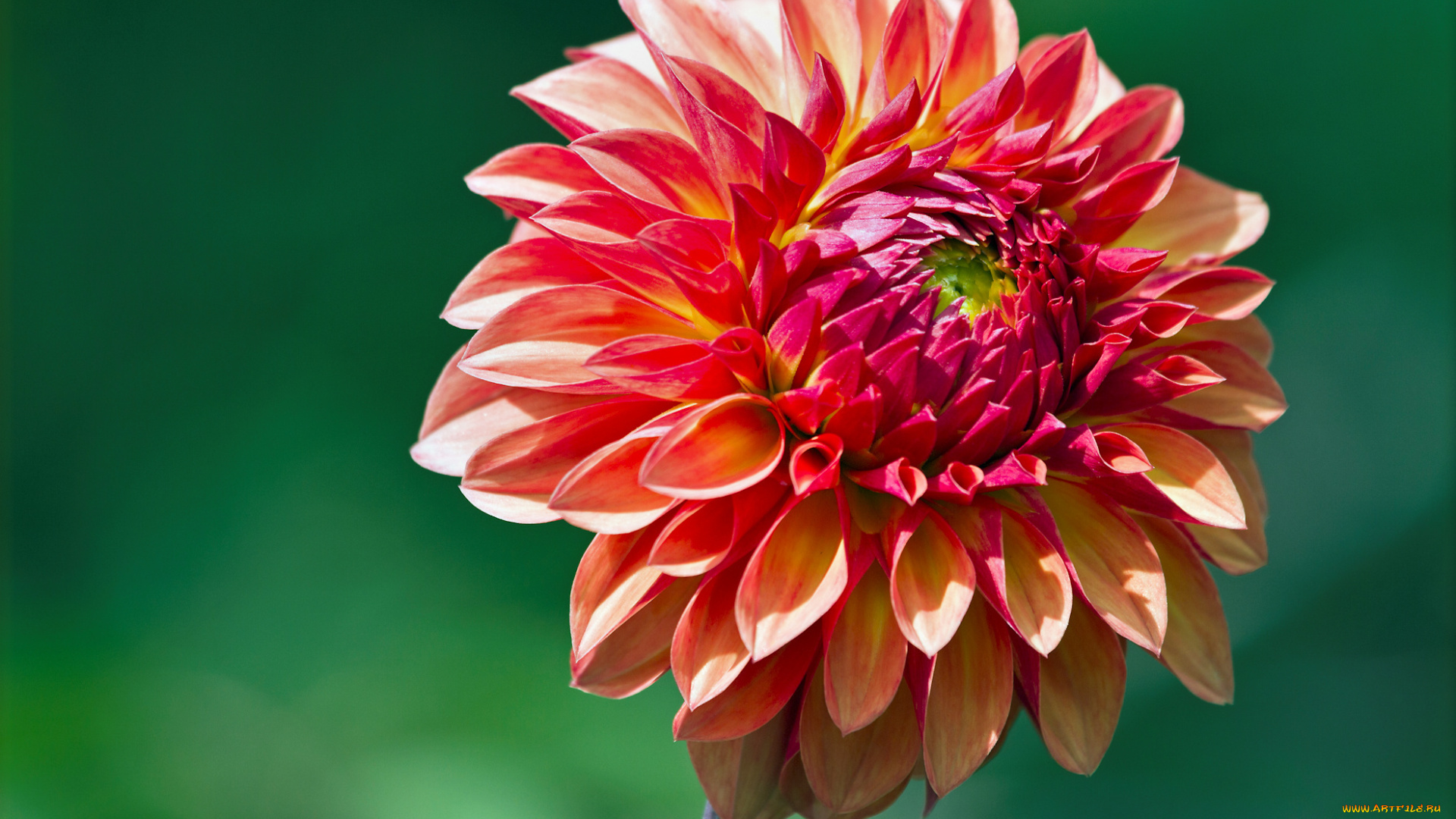 цветы, георгины, лепестки, свежесть, фон, зелёный