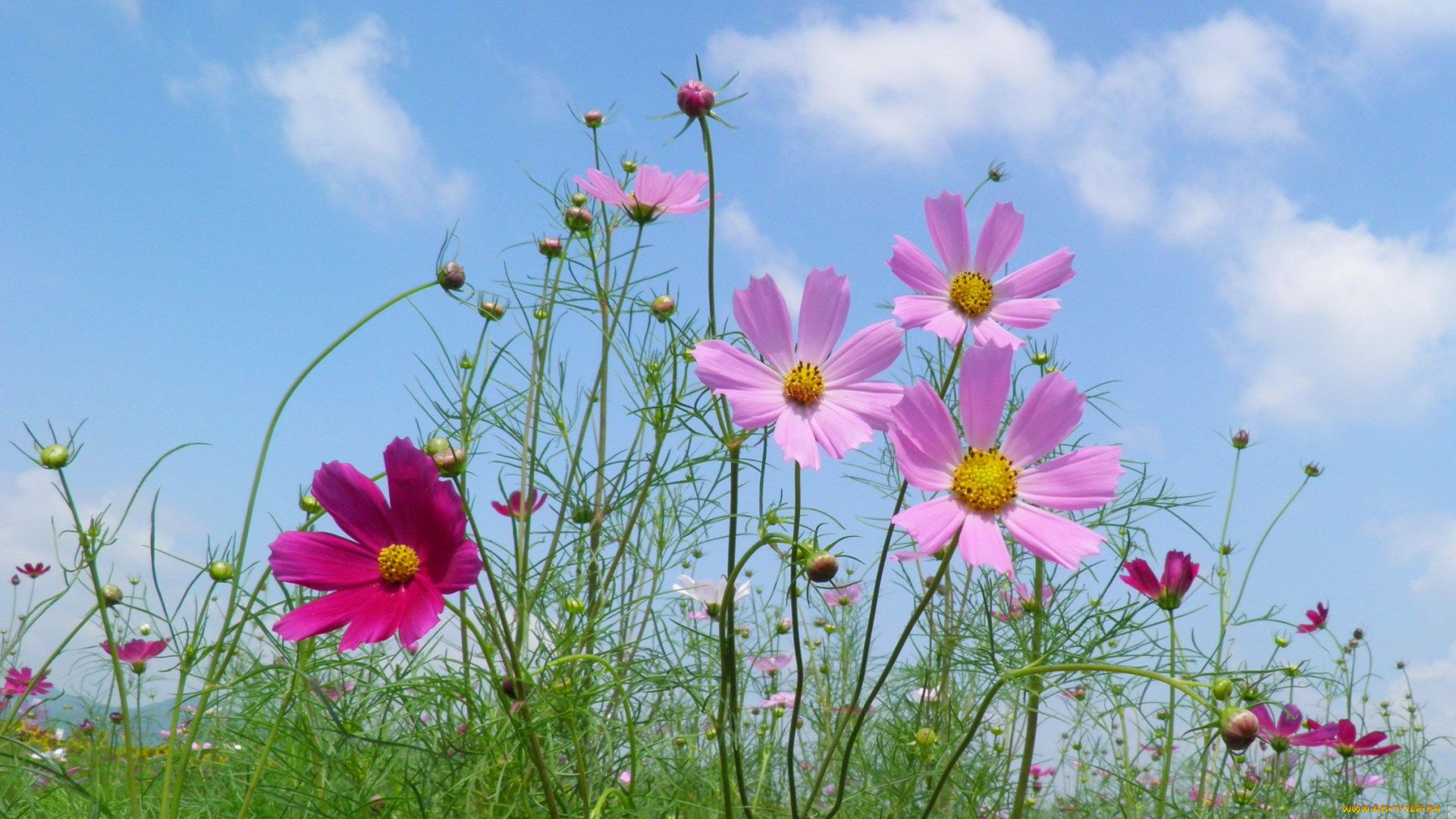 цветы, космея, небо, облака, стебли, лепестки, лето