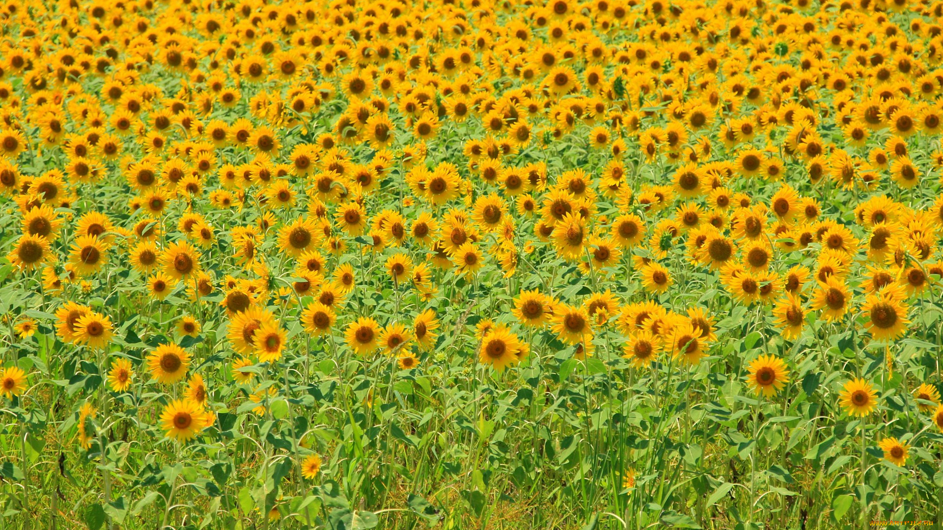 цветы, подсолнухи, жёлтый, поле