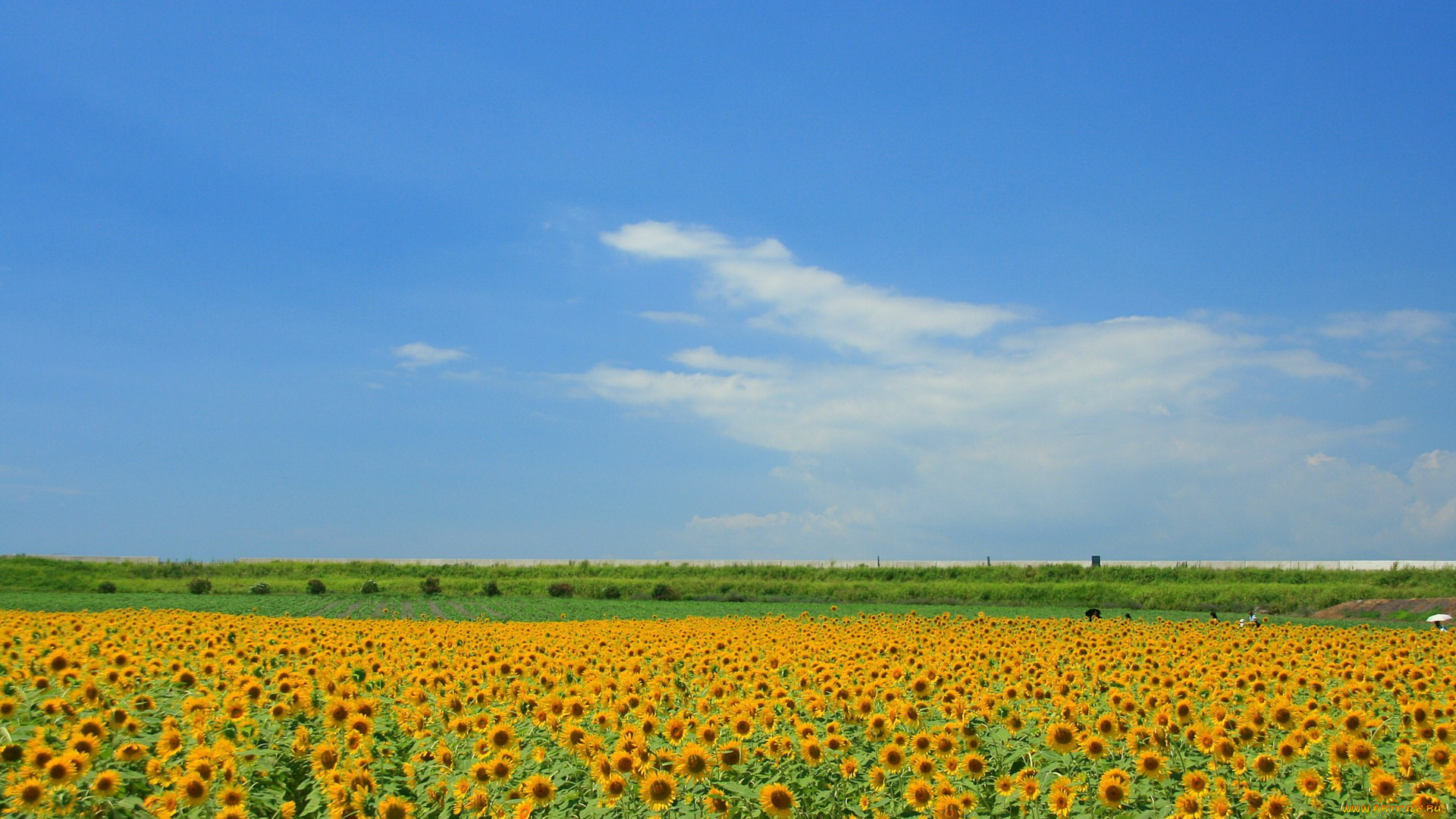 цветы, подсолнухи, жёлтый, поле, небо, облака