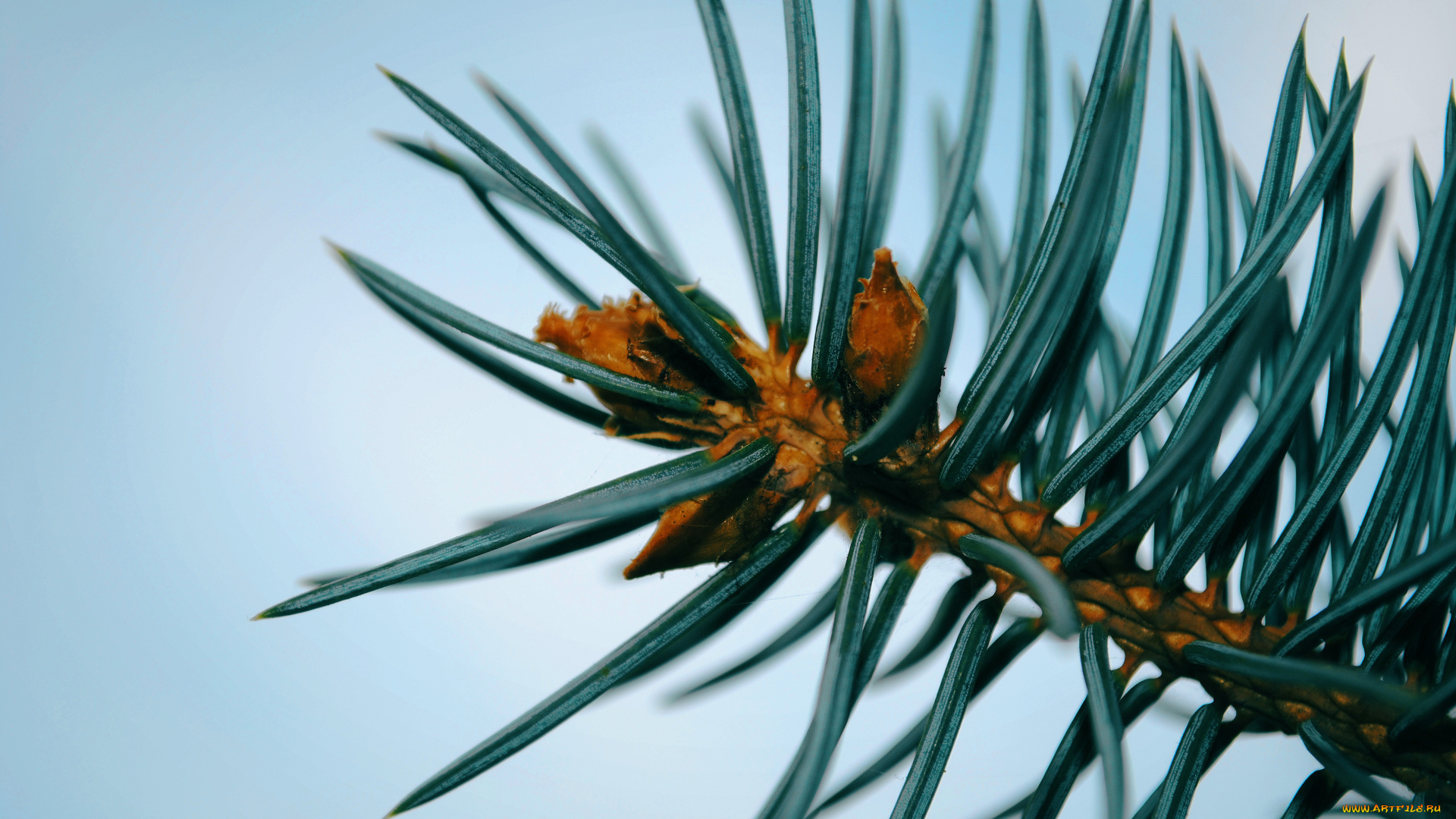 природа, макро, ель, деревья, ветки, иголки