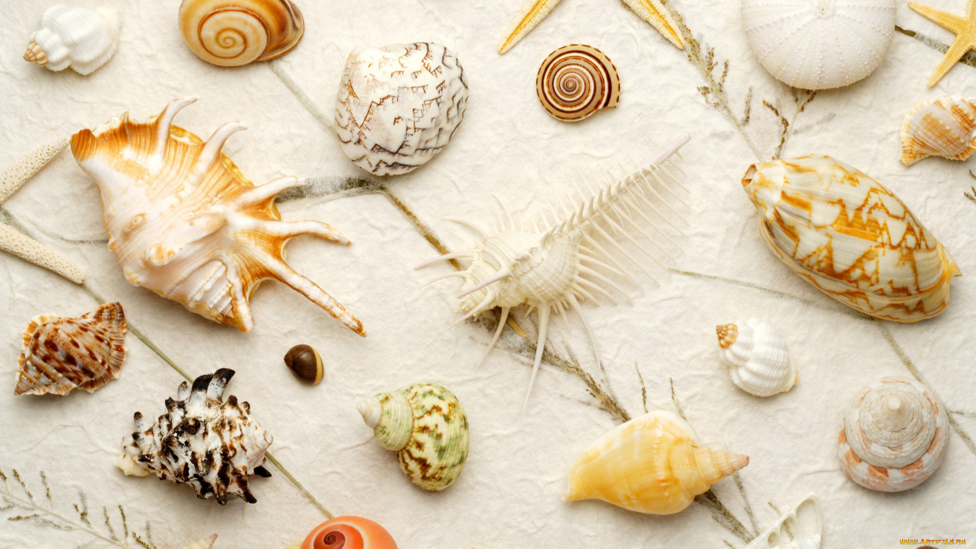 разное, ракушки, кораллы, декоративные, spa, камни