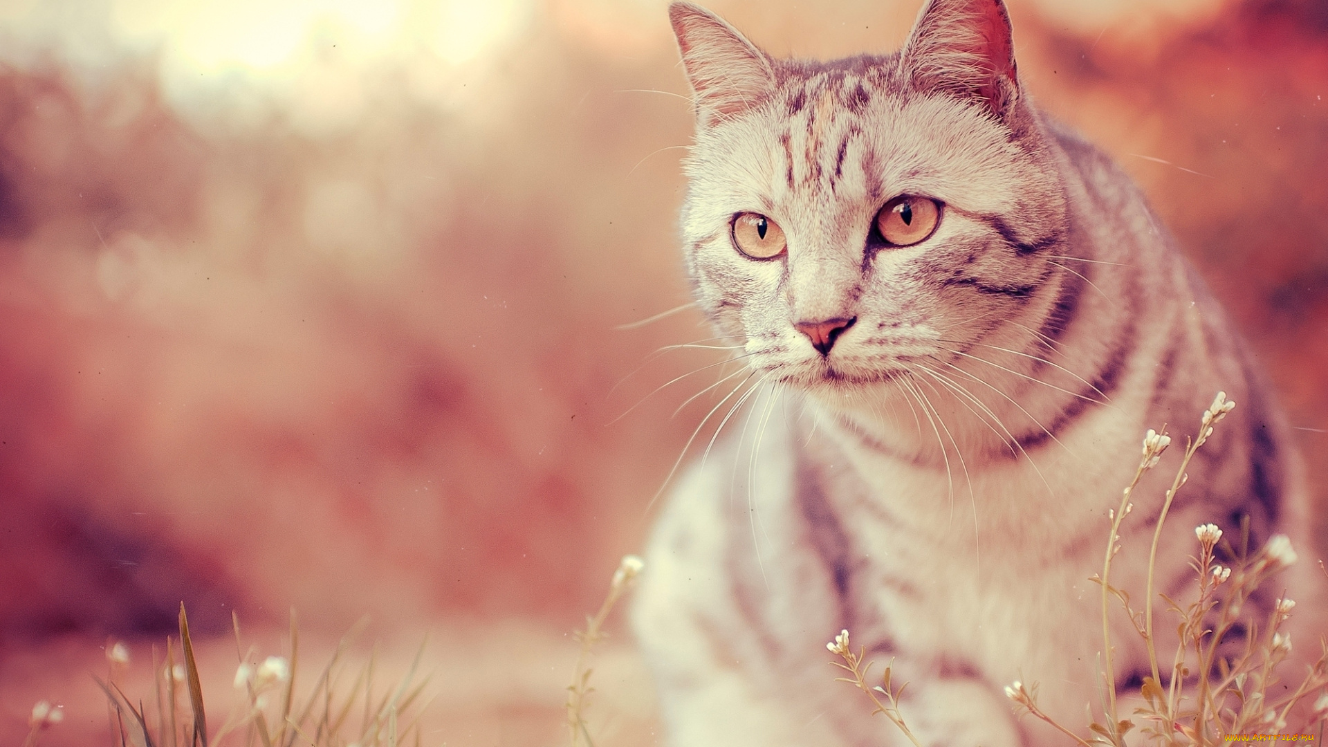 животные, коты, взгляд