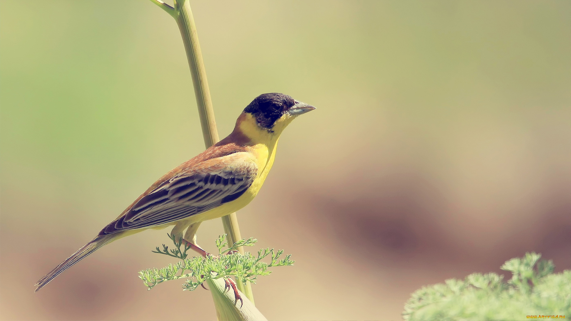 животные, птицы, взгляд, веточка