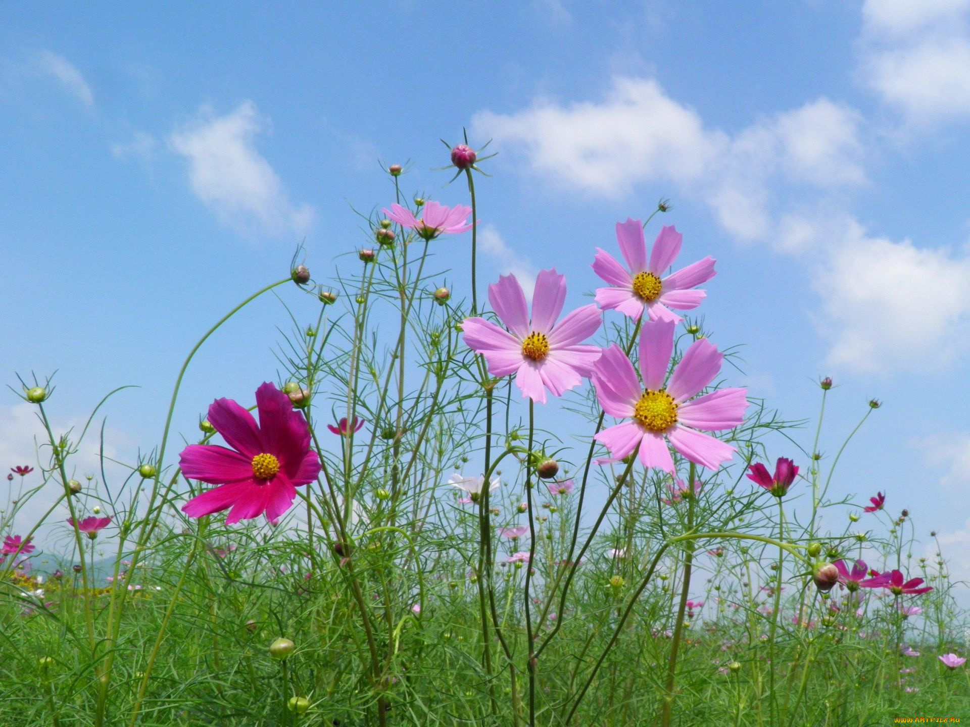 цветы, космея, небо, облака, стебли, лепестки, лето