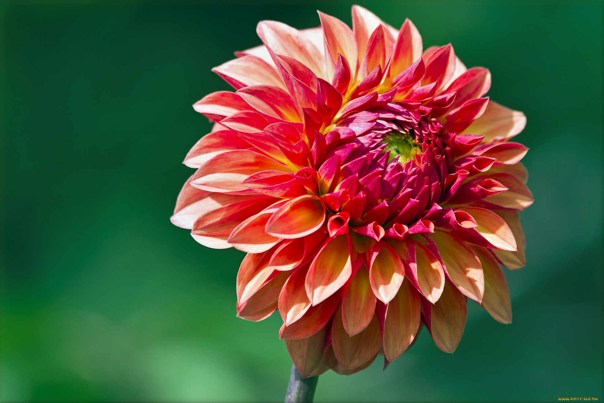 цветы, георгины, лепестки, свежесть, фон, зелёный