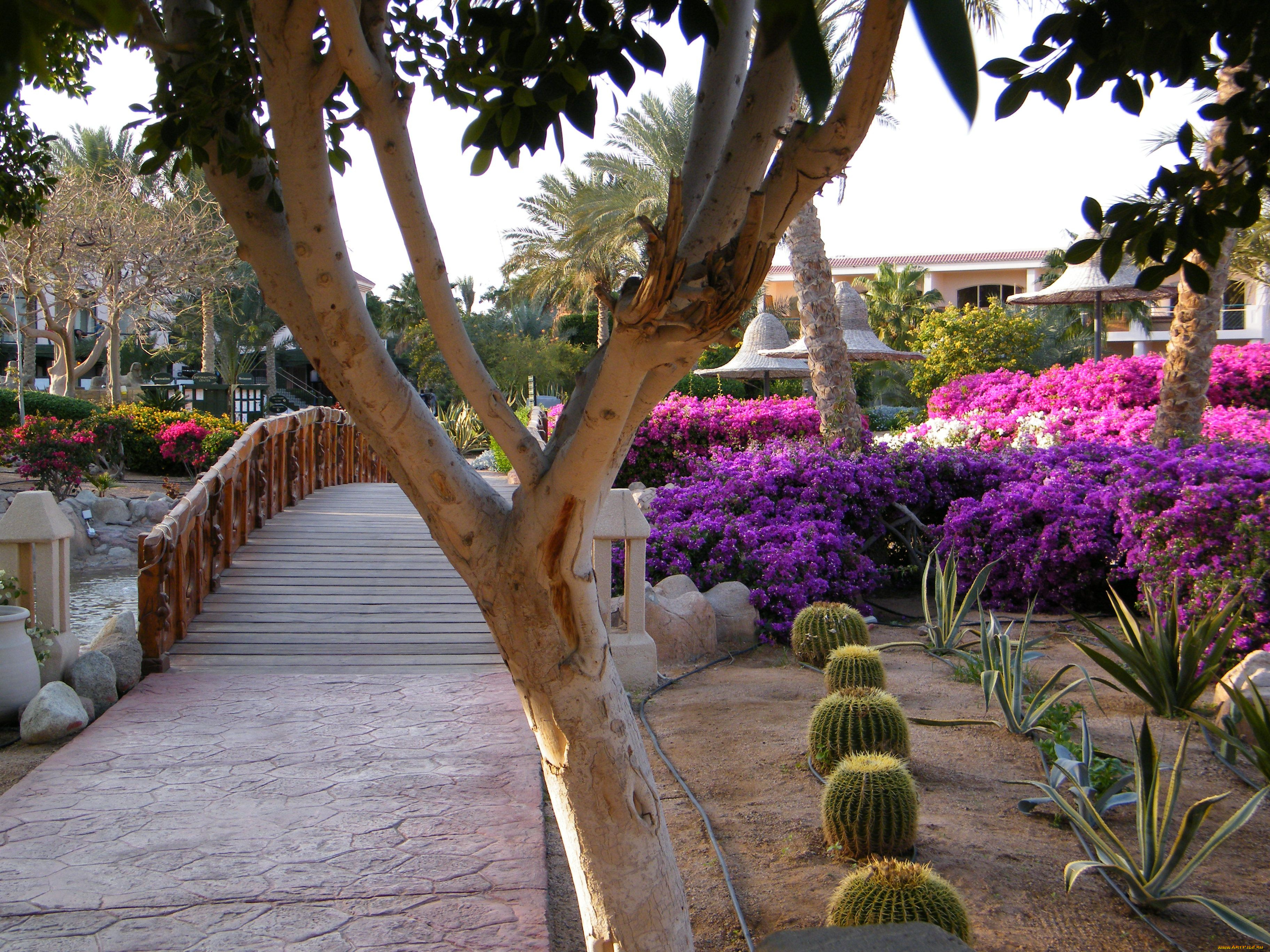 sharm, el, sheikh, природа, парк, египет