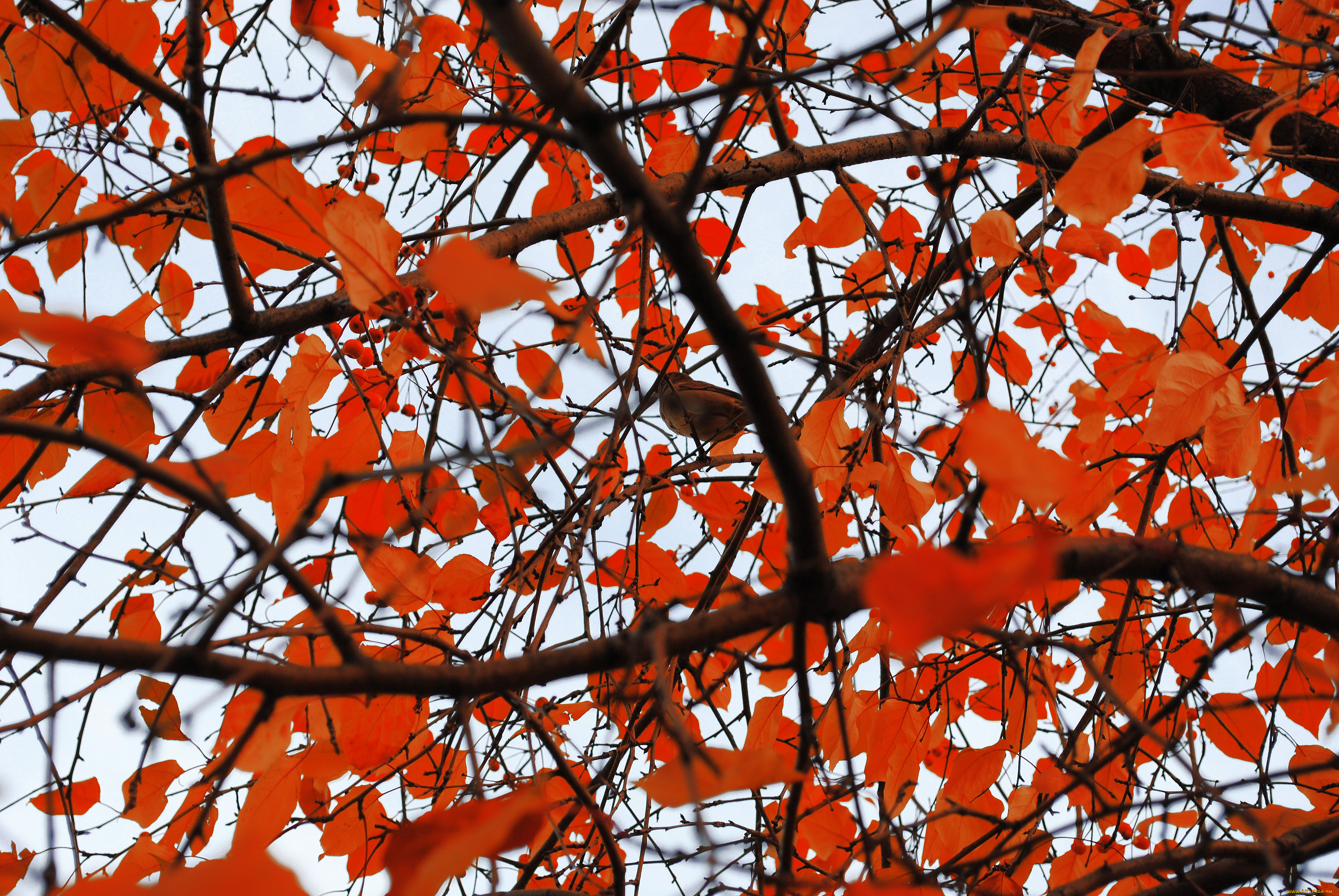 природа, листья, ветки, птицы