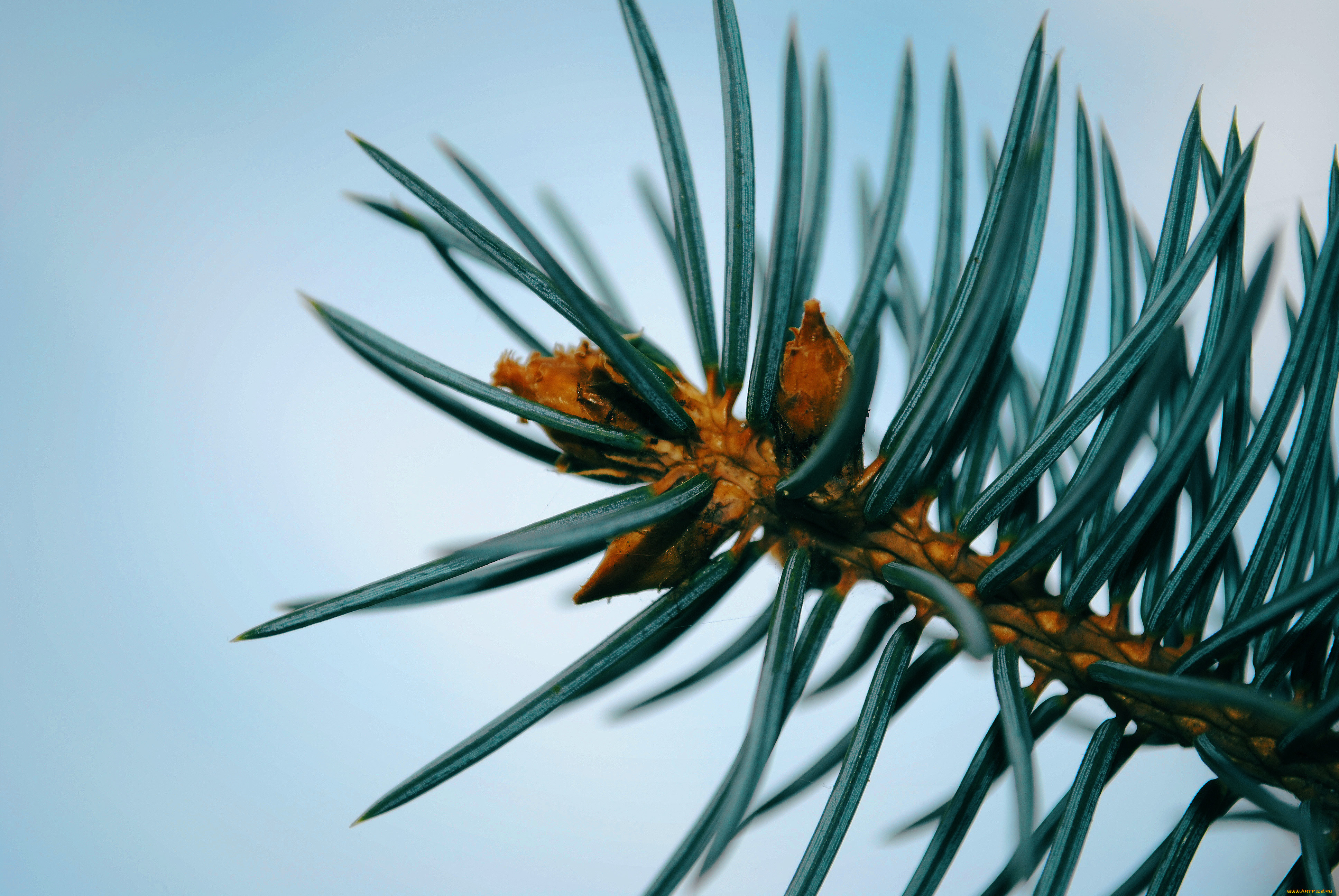 природа, макро, ель, деревья, ветки, иголки