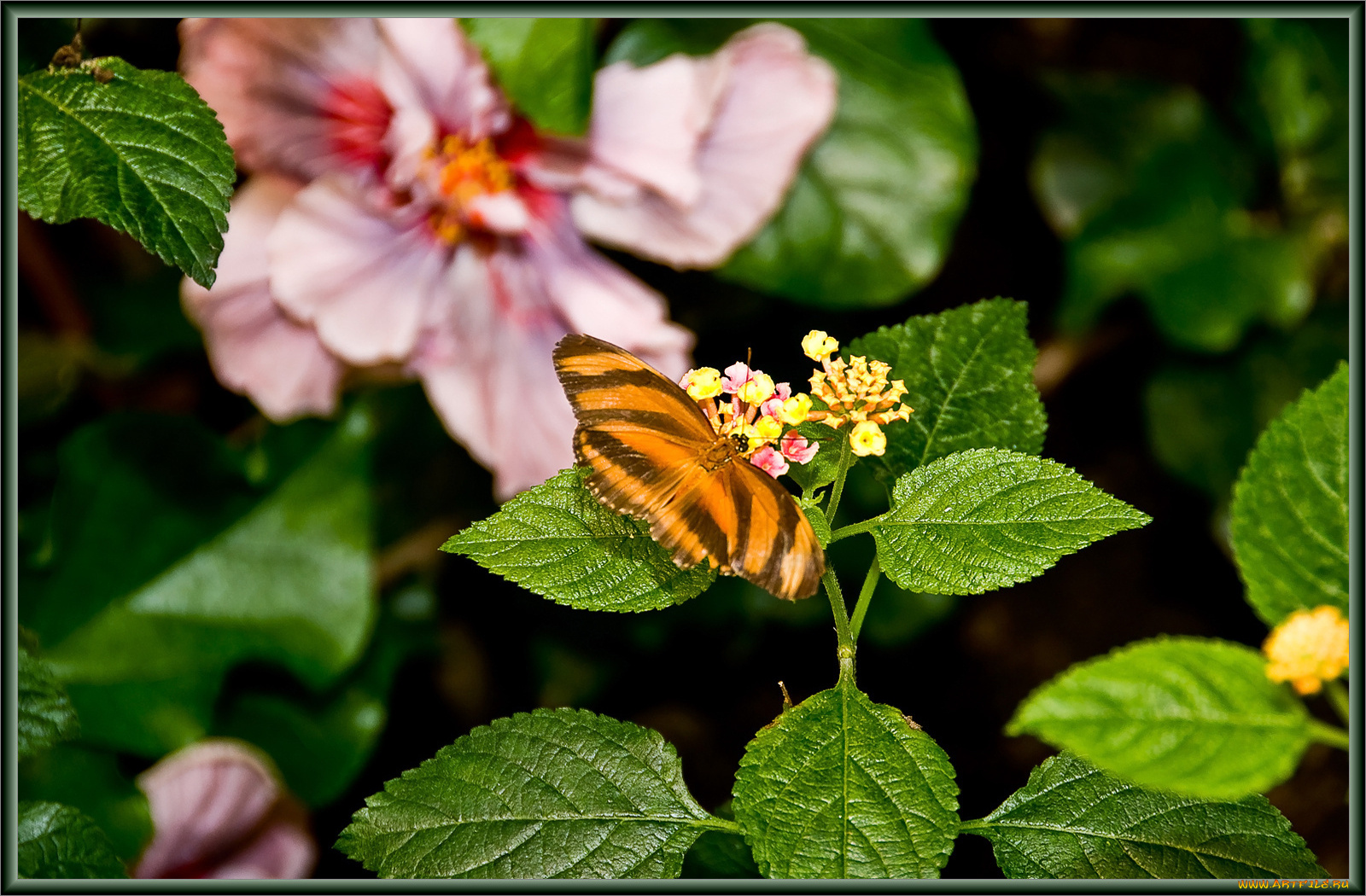 животные, бабочки, бабочка