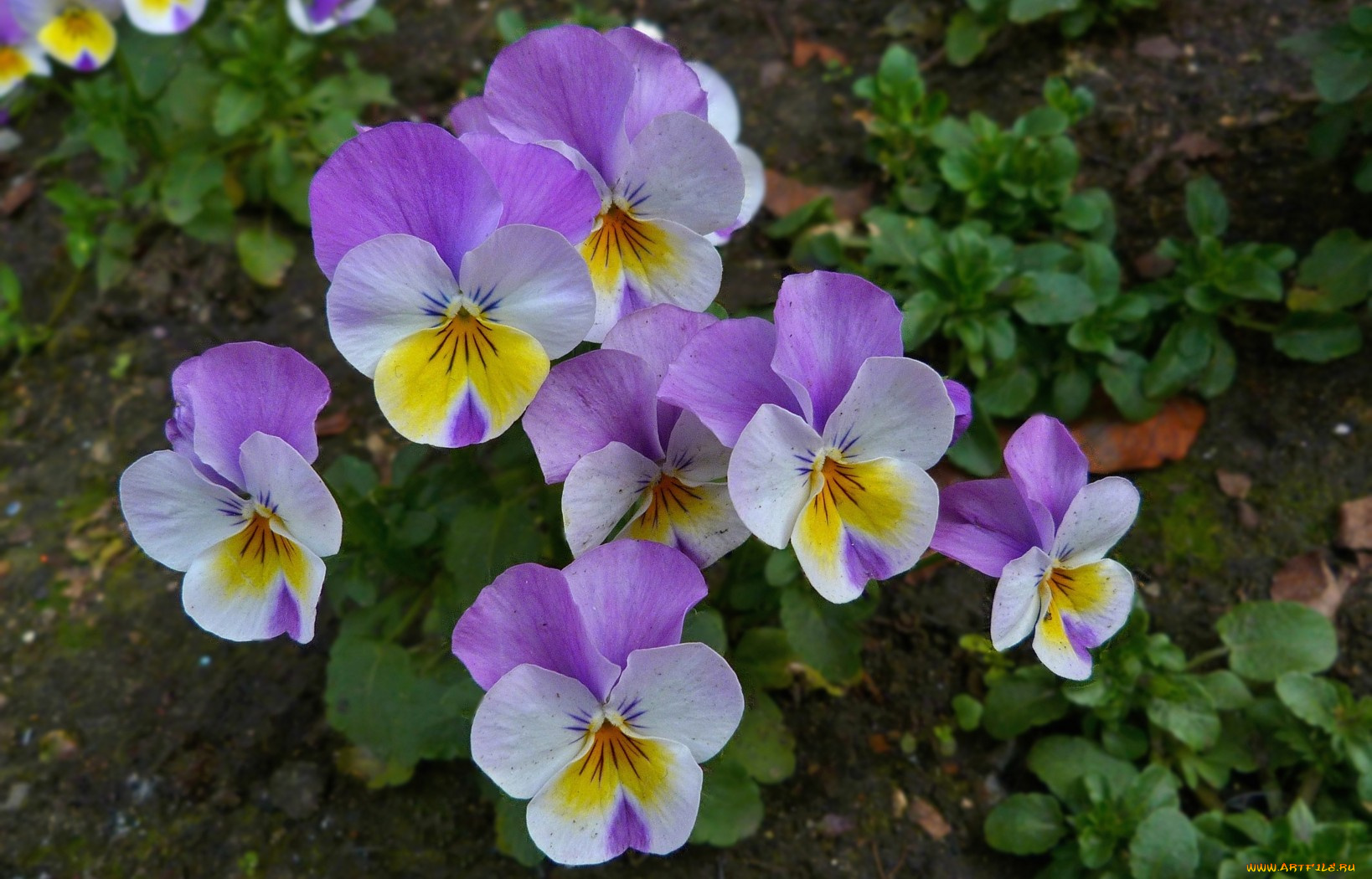 цветы, анютины, глазки, садовые, фиалки, лепестки