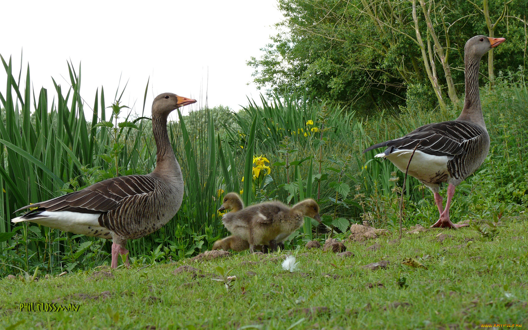 животные, гуси