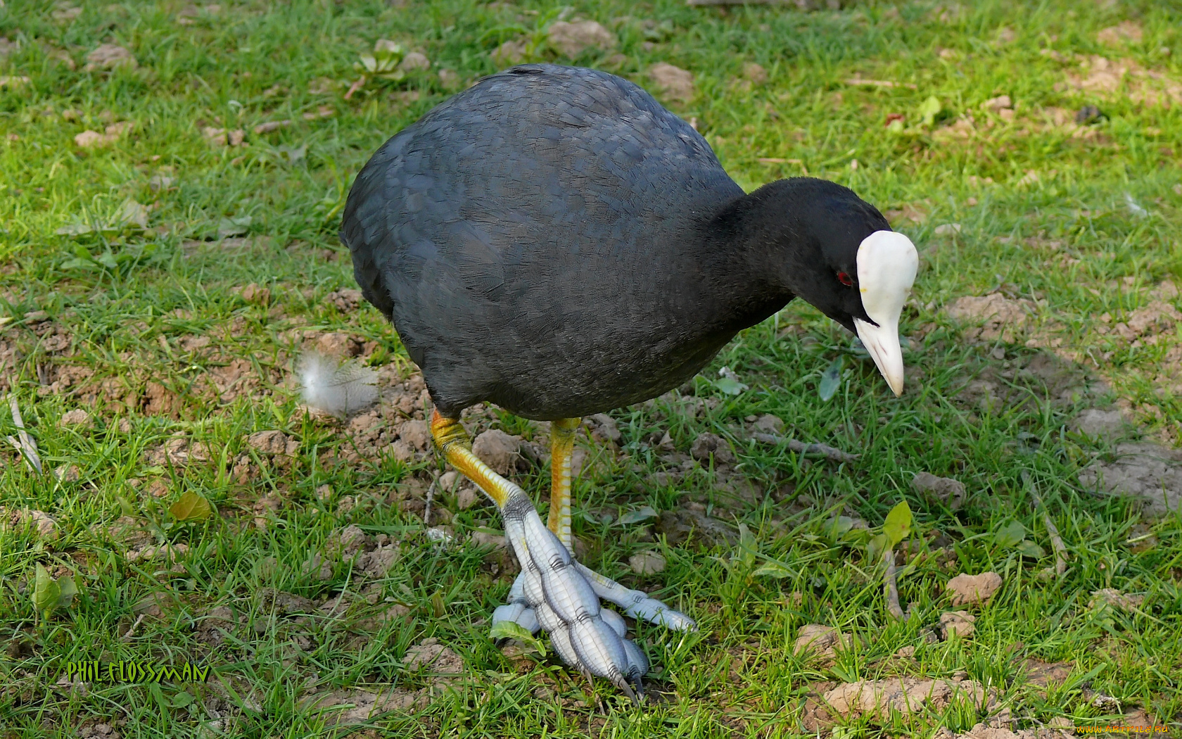 животные, птицы, птица