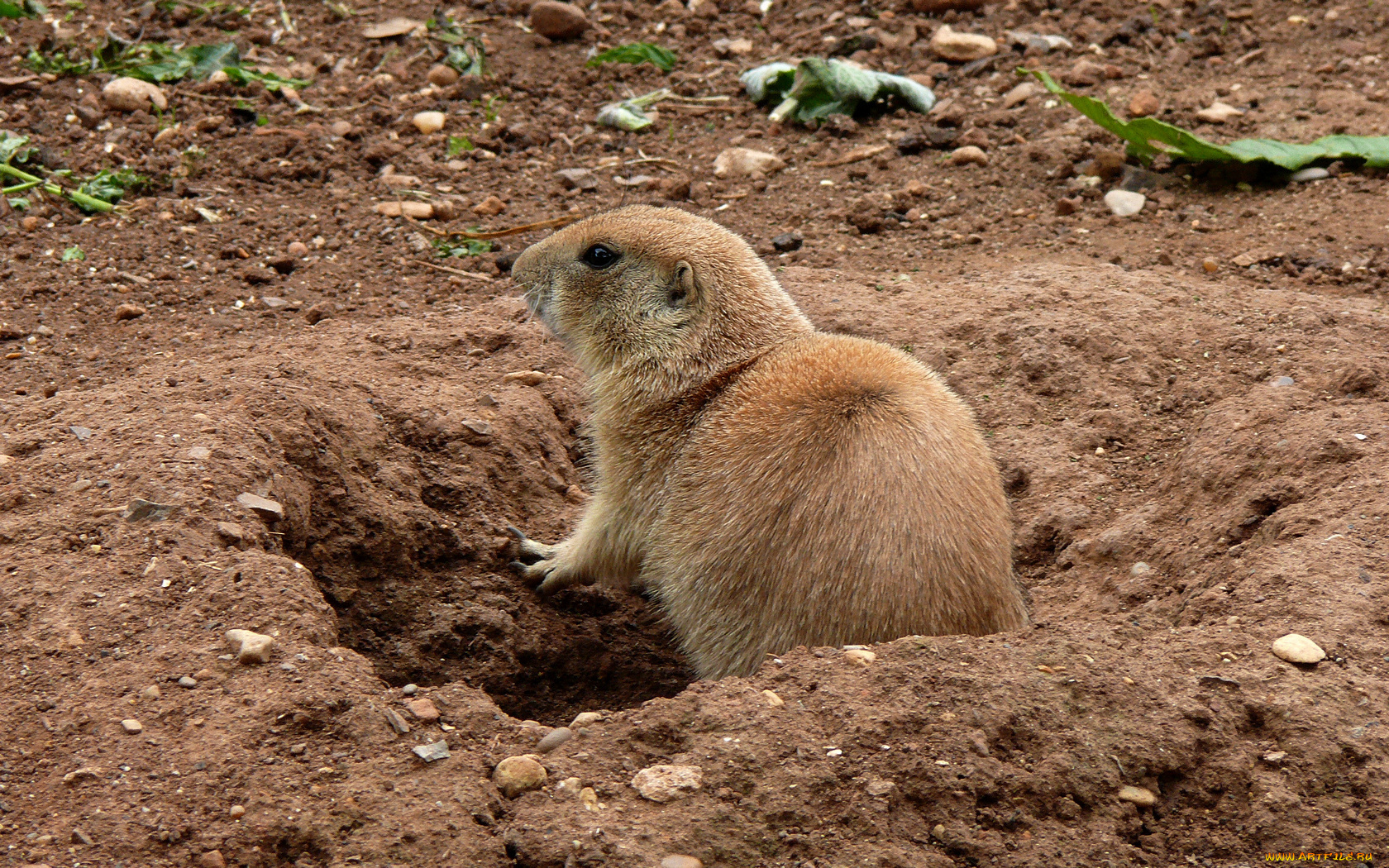 животные, суслики, сурки, зверек