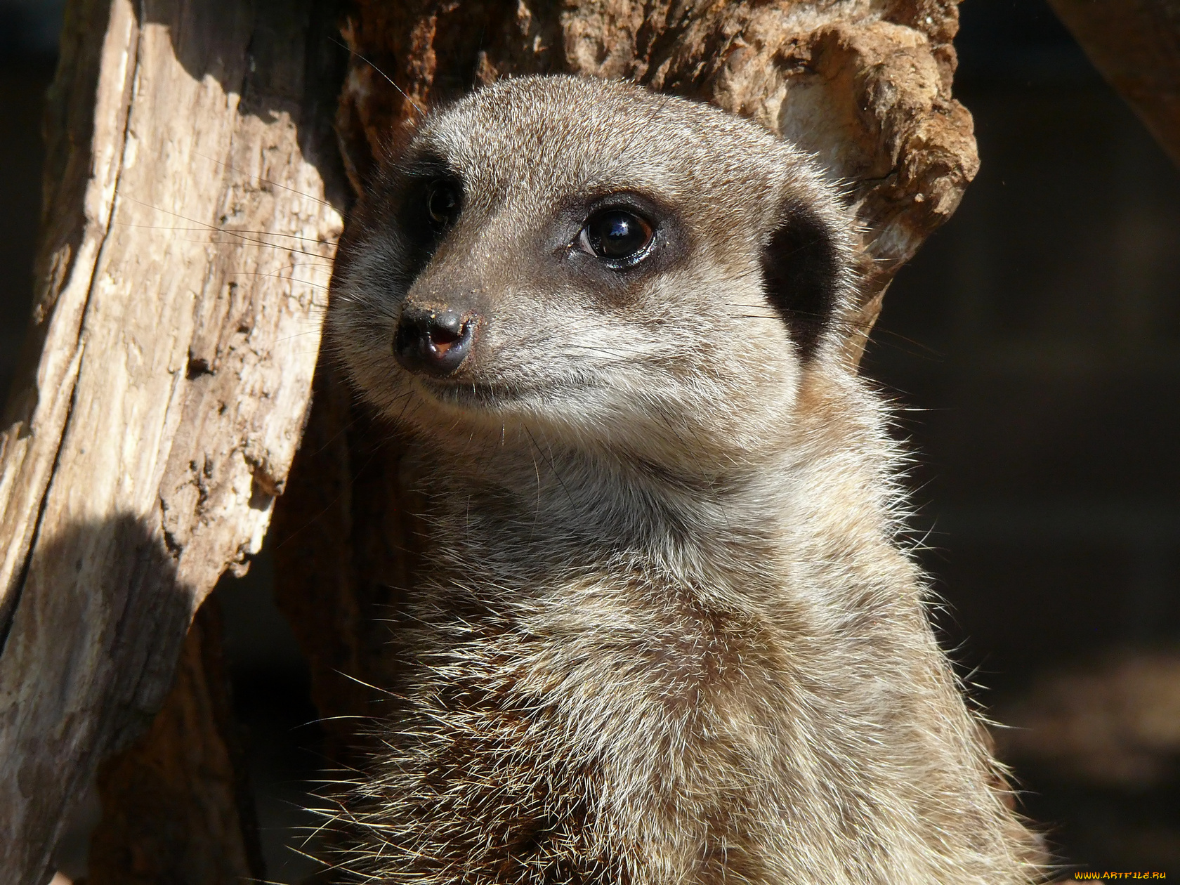 животные, сурикаты, зверек