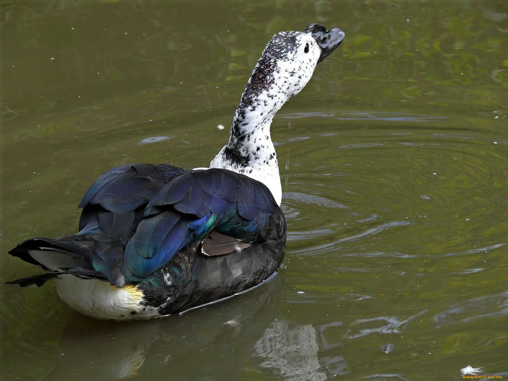 животные, утки, утка