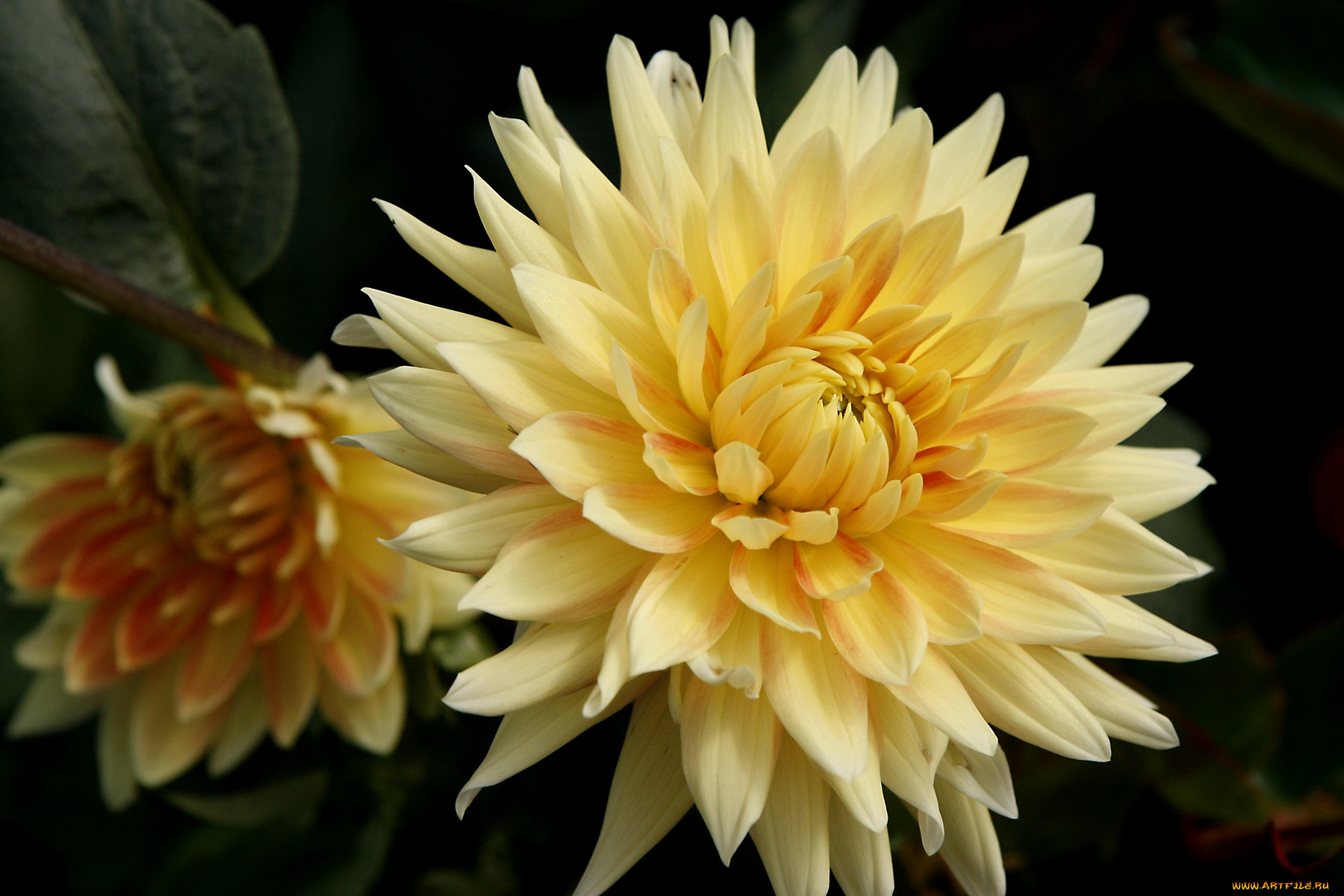 цветы, георгины, желтый, лепестки