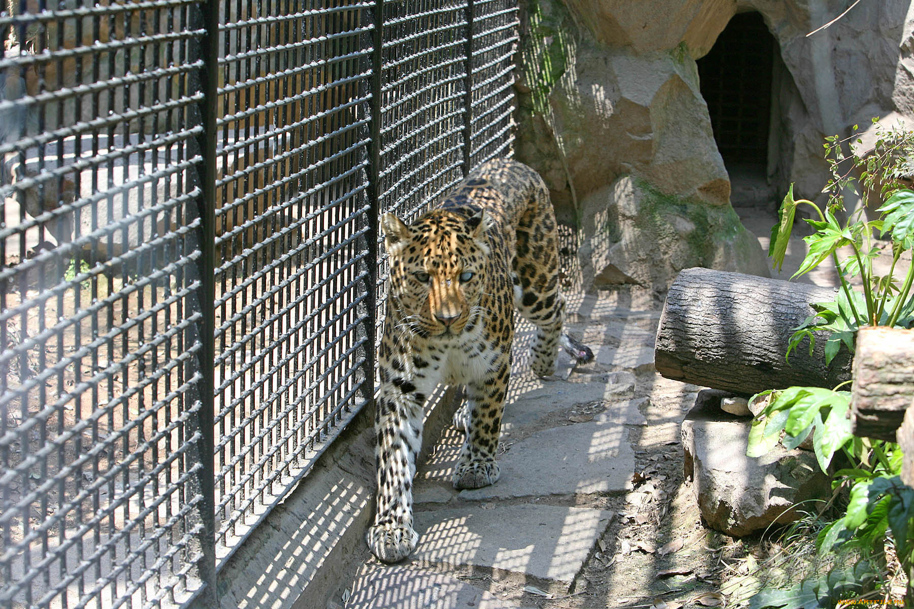 животные, леопарды, тигр