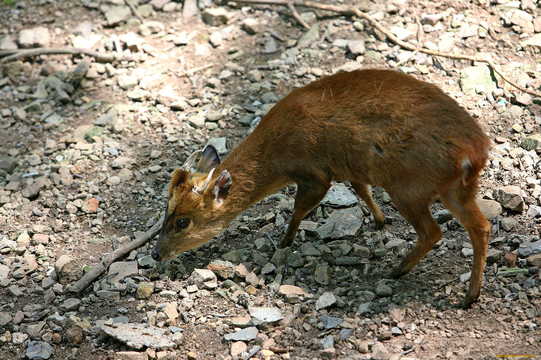 животные, олени, олень