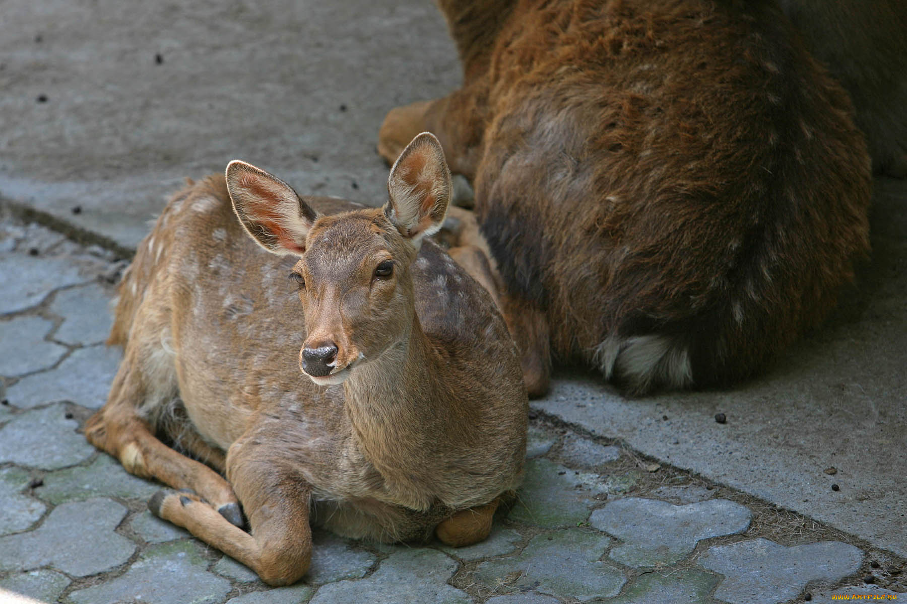 животные, олени, олень