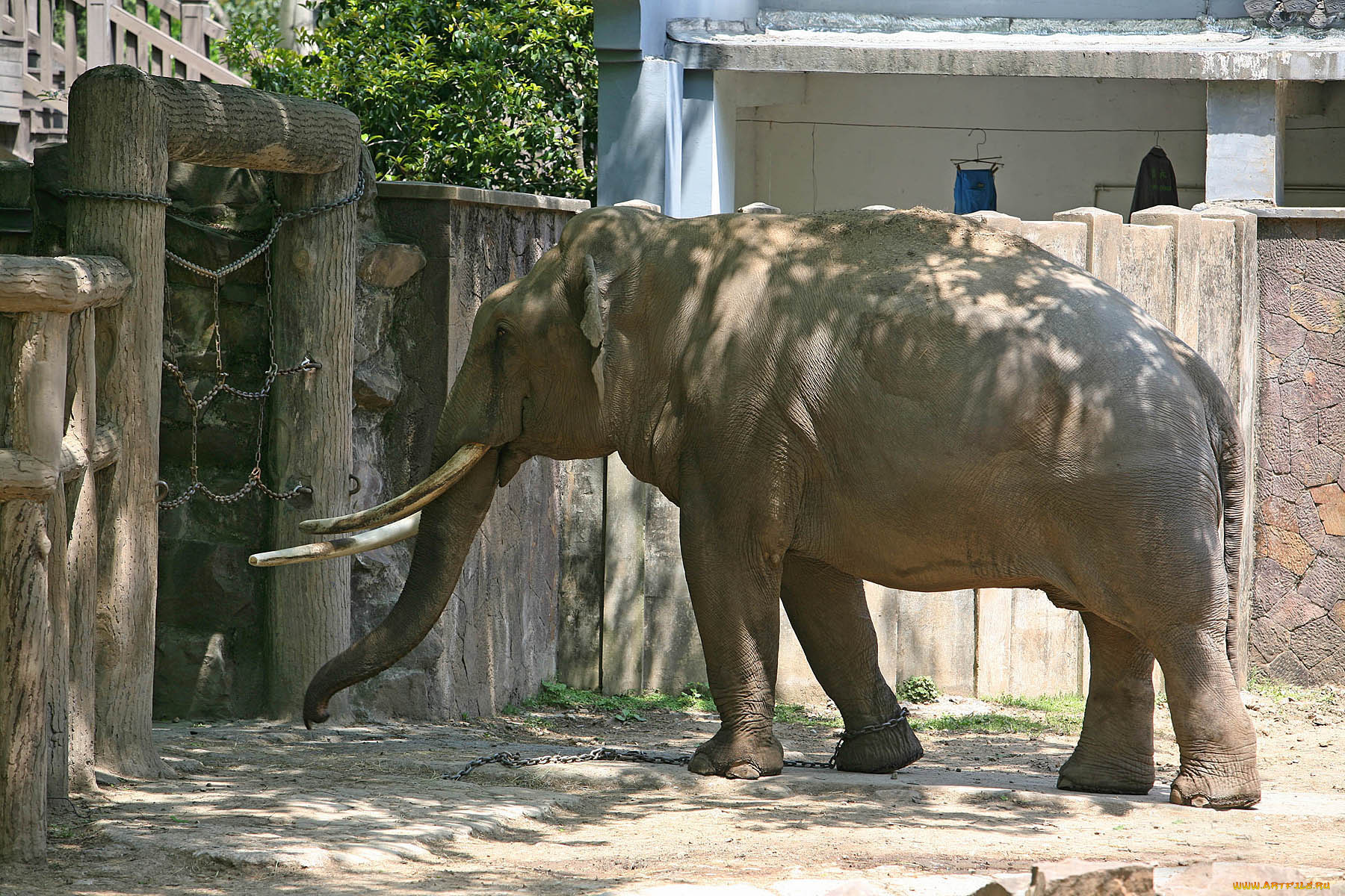 животные, слоны, слон