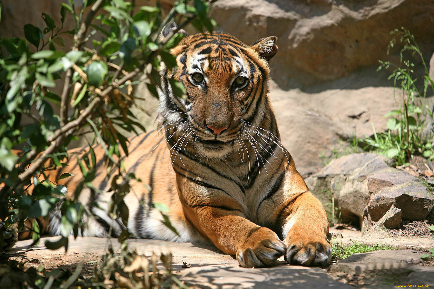 животные, тигры, тигр