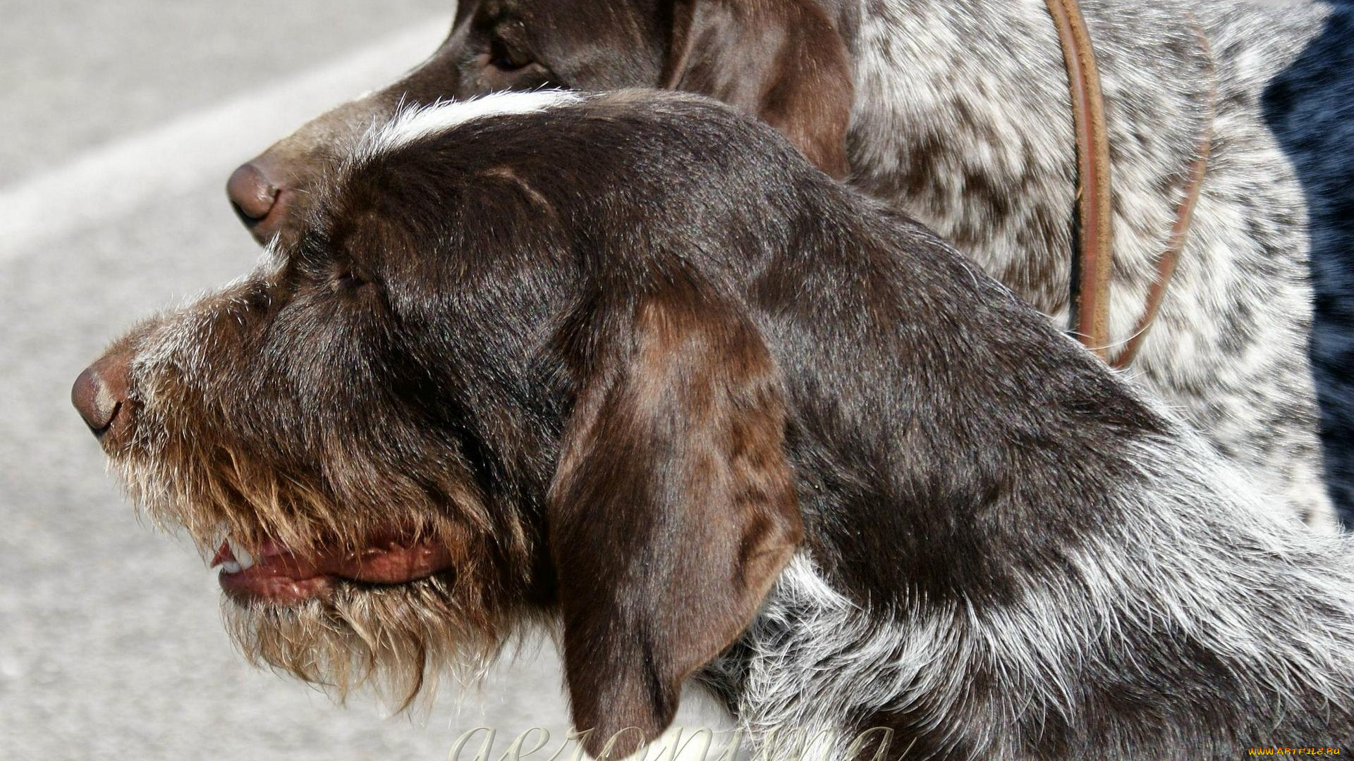 автор, geronima, животные, собаки, охотничьи