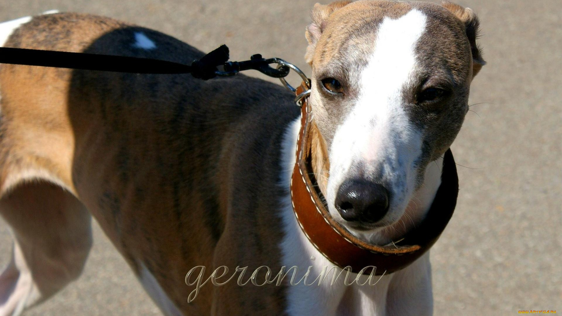 автор, geronima, животные, собаки, whippet
