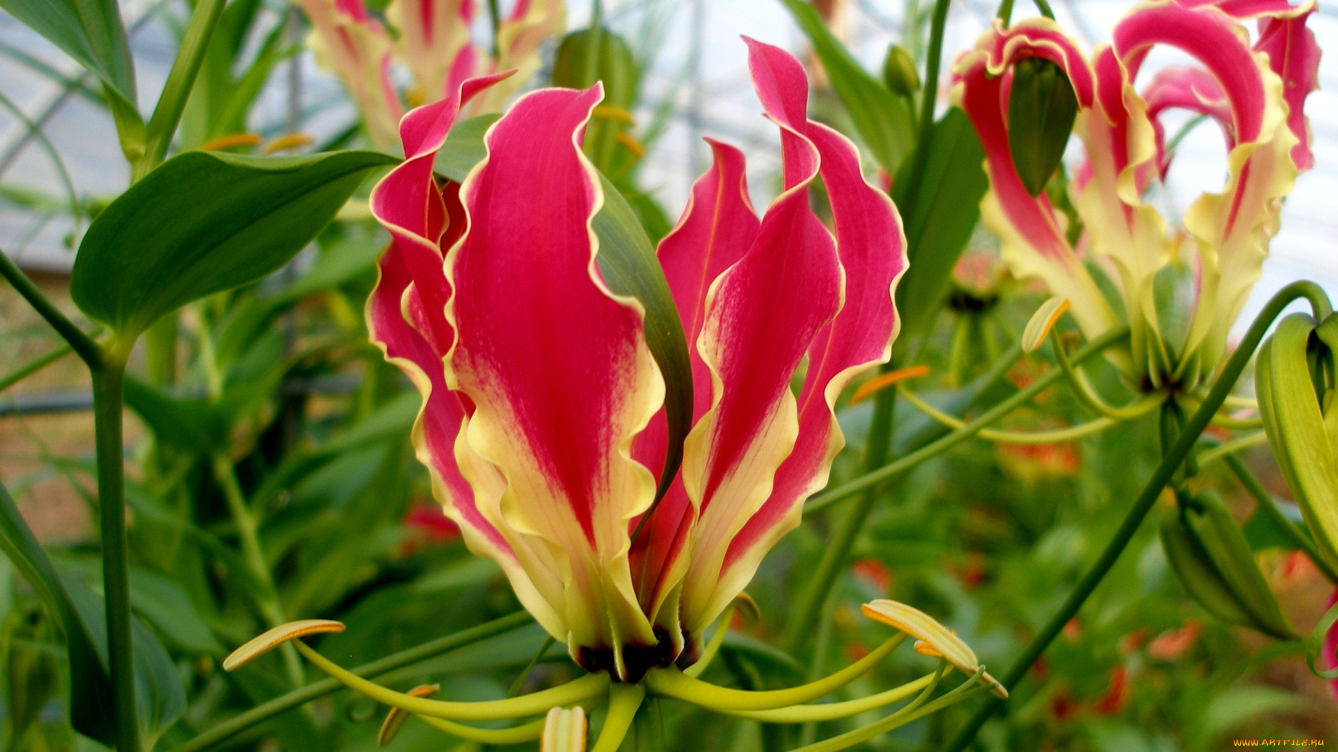 цветы, глориоза, лепестки, красный