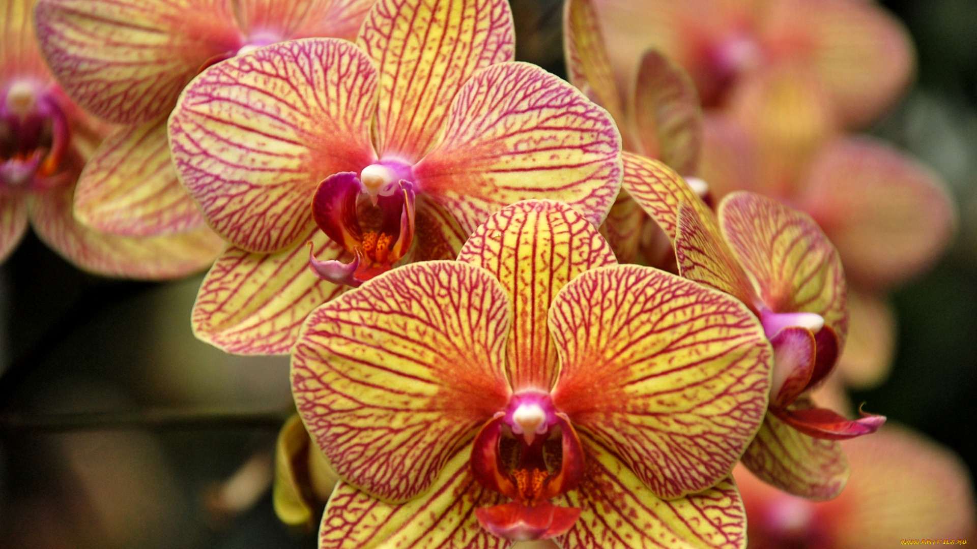 цветы, орхидеи, полоски, желтый, экзотика