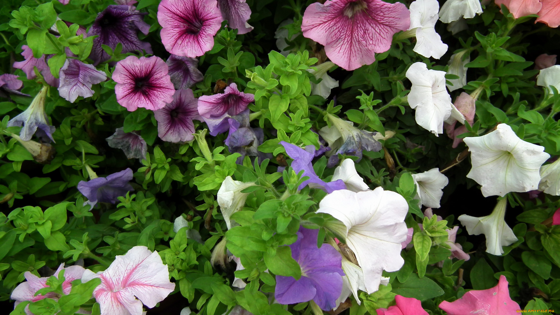 цветы, петунии, калибрахоа, петунья