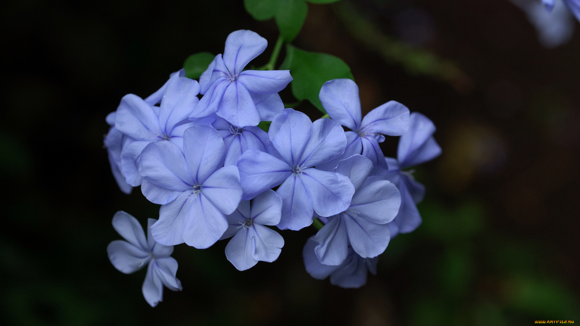 цветы, плюмбаго, свинчатка, голубой