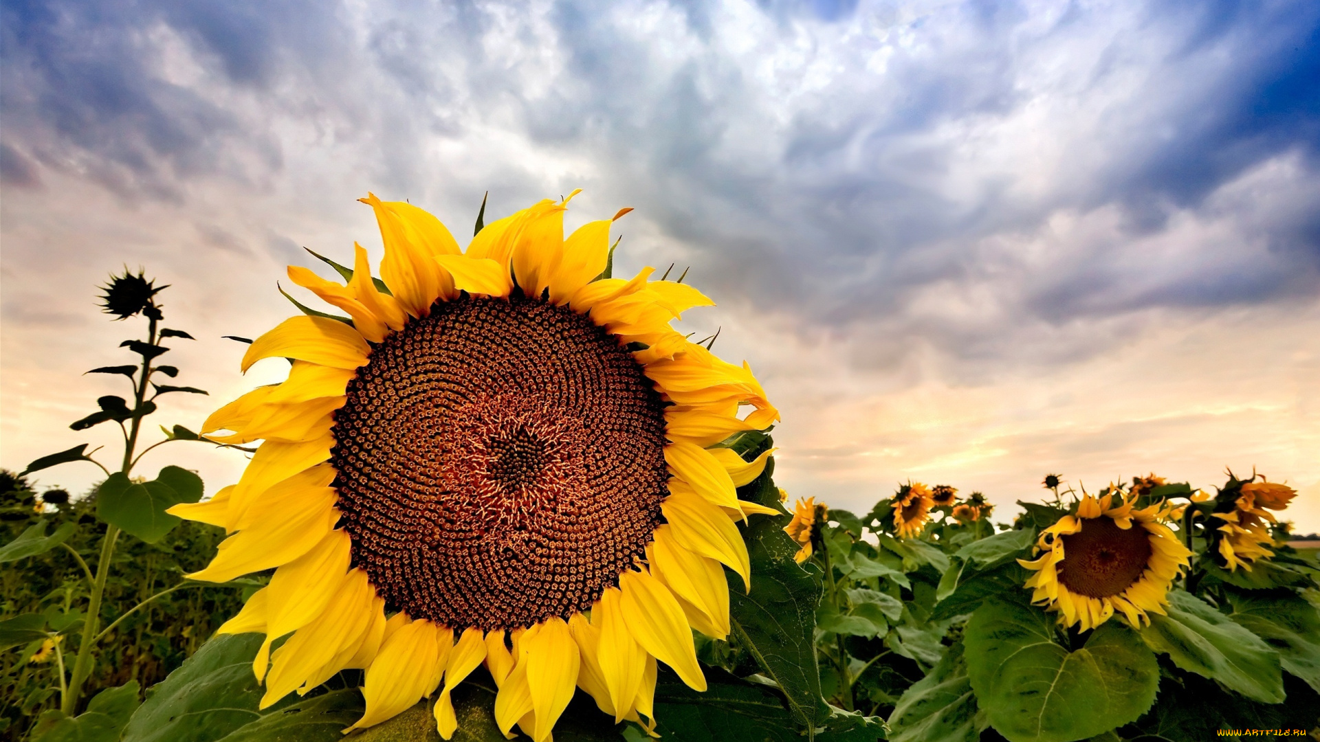 цветы, подсолнухи