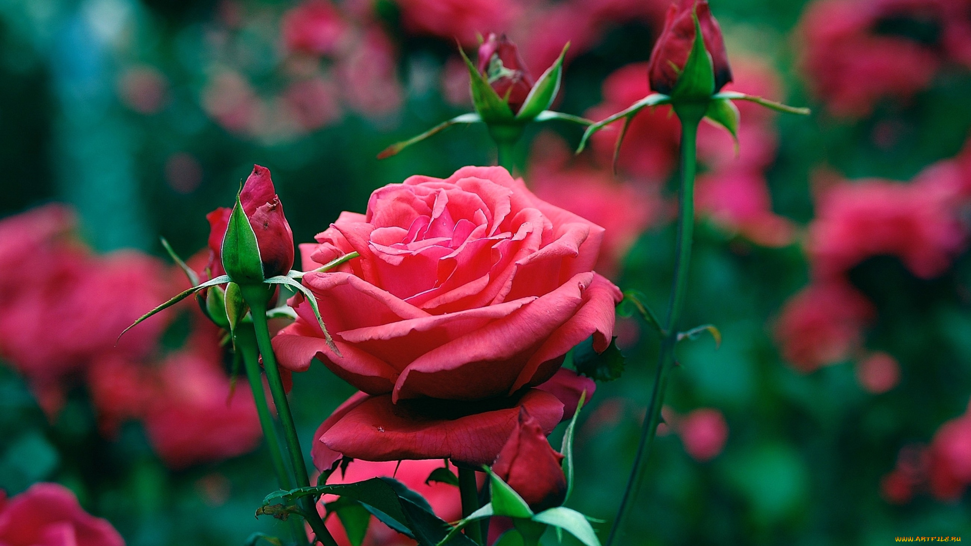 цветы, розы, красный, бутоны