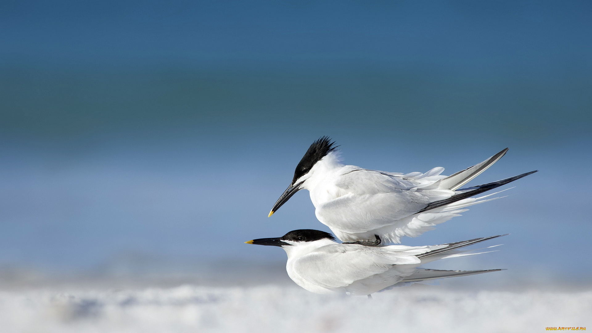 животные, Чайки, бакланы, крачки, пирамида