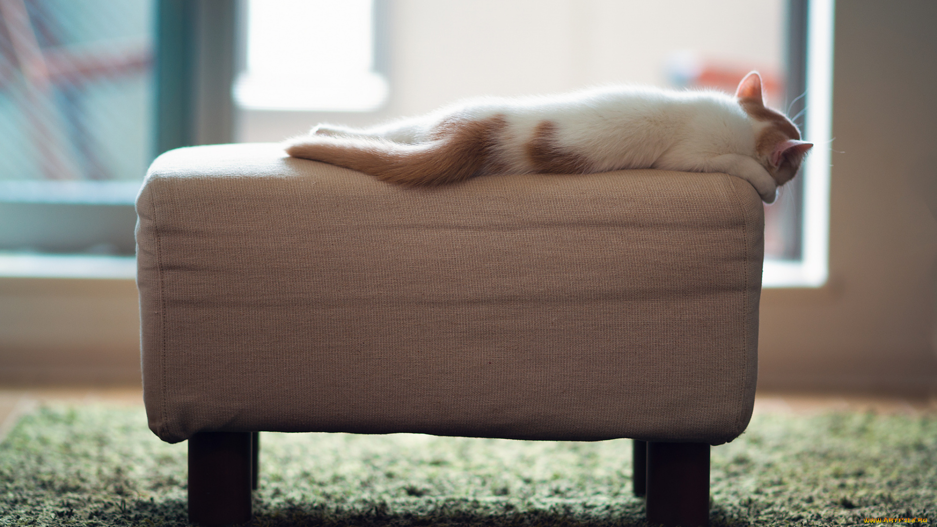 животные, коты, котёнок