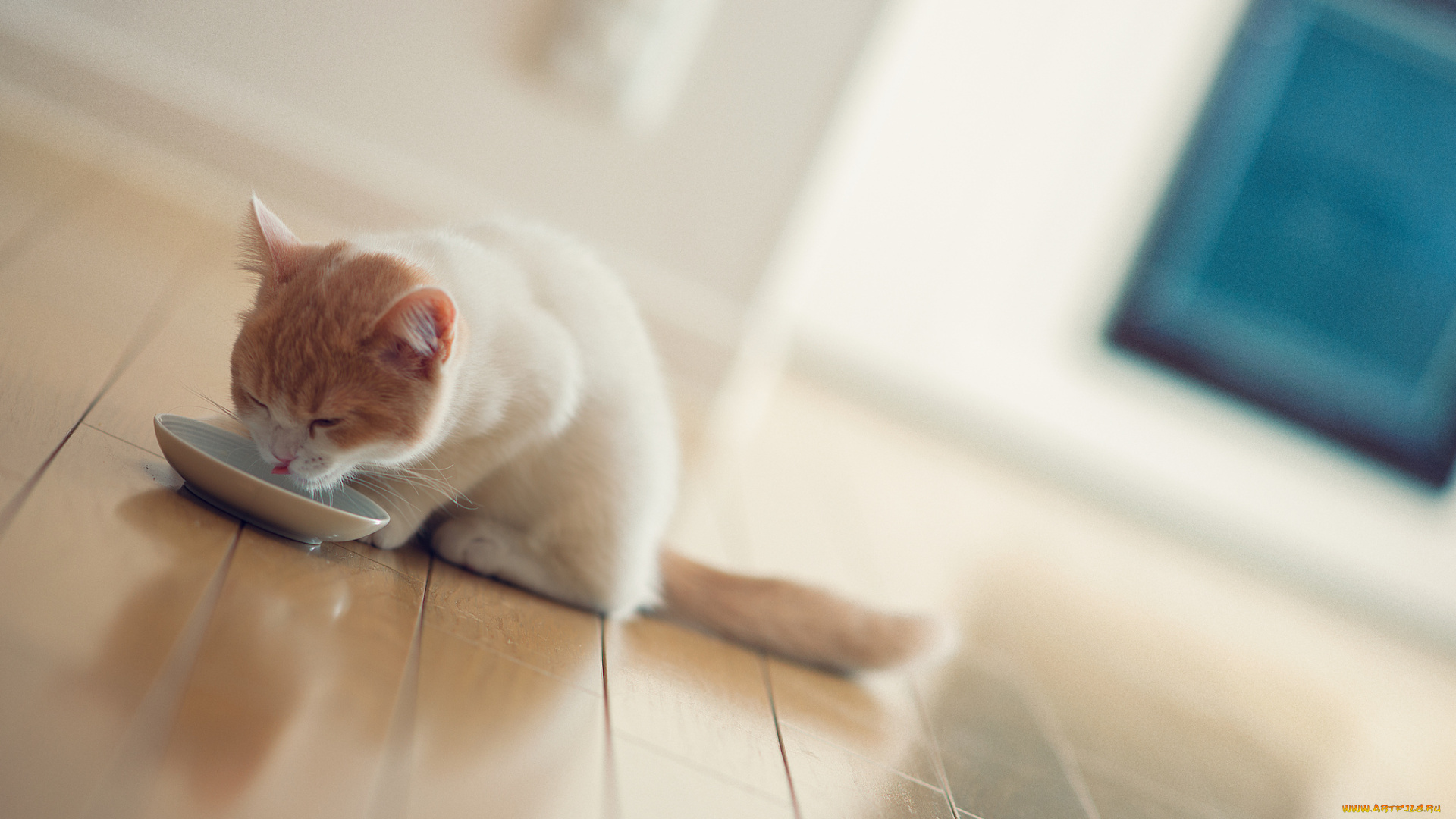 животные, коты, котёнок