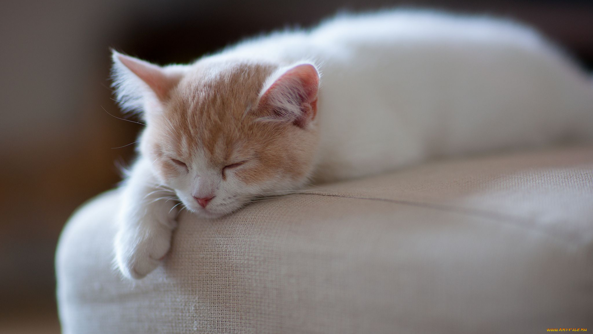 животные, коты, котёнок