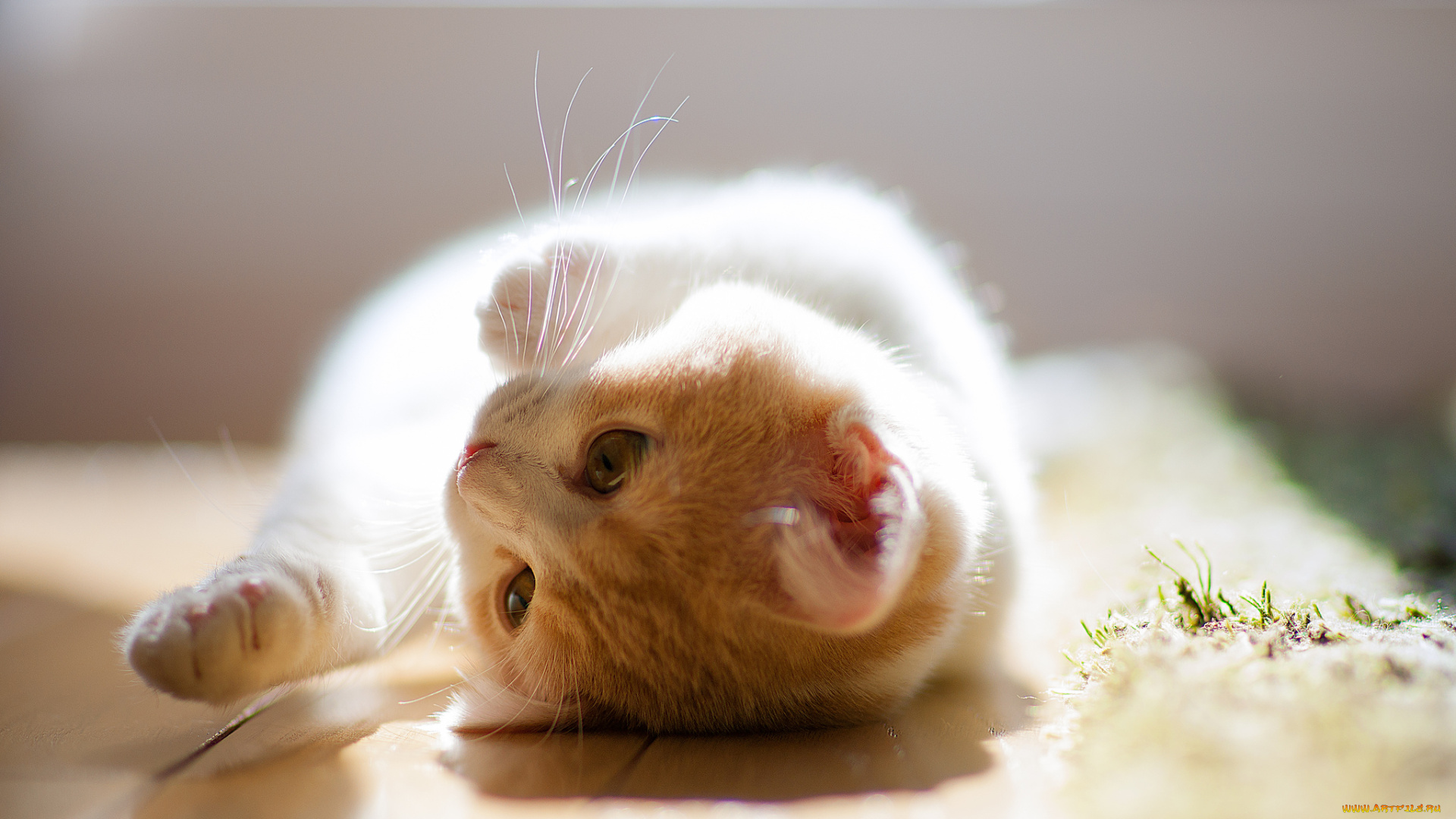 животные, коты, котёнок