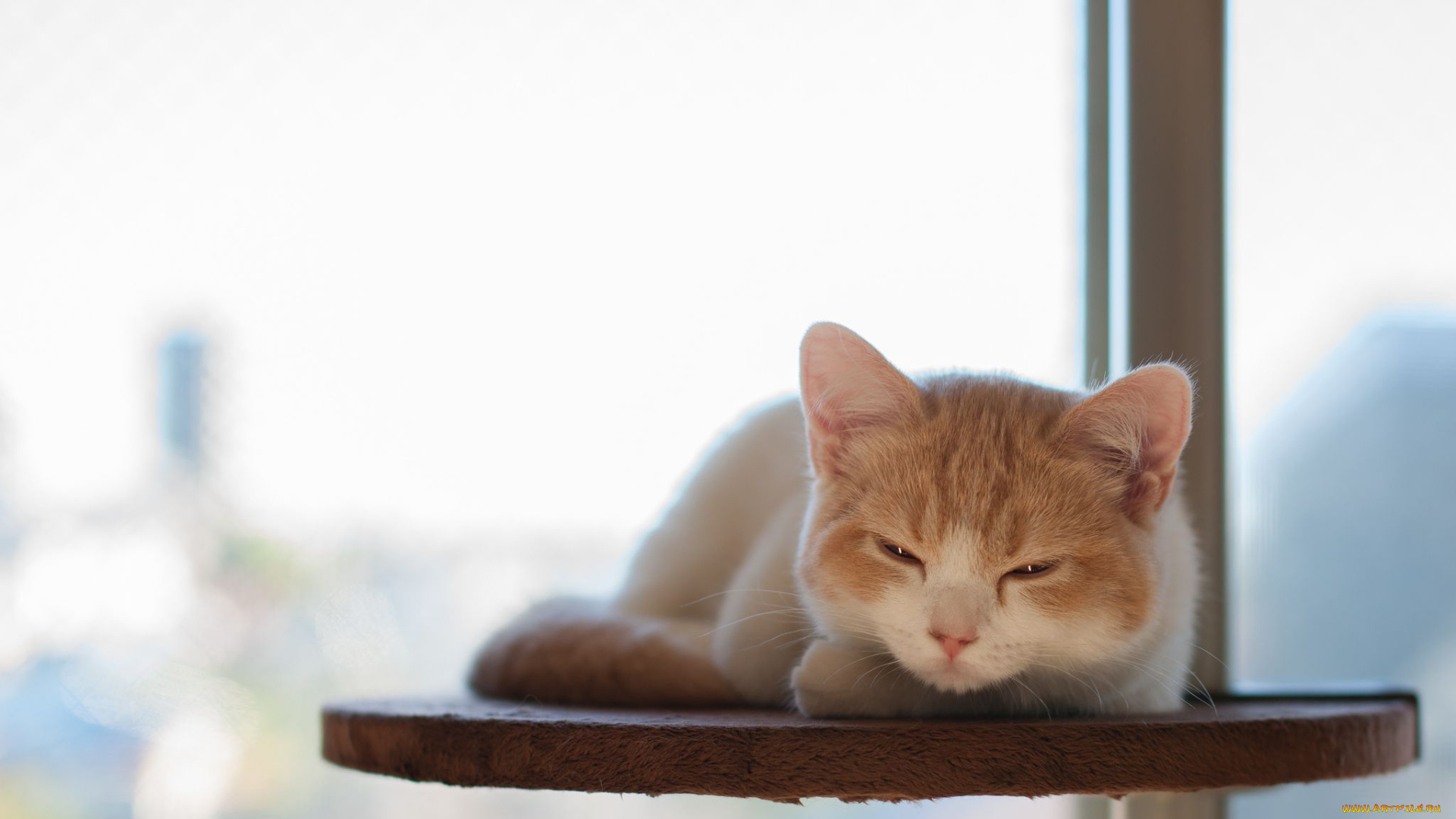 животные, коты, котёнок