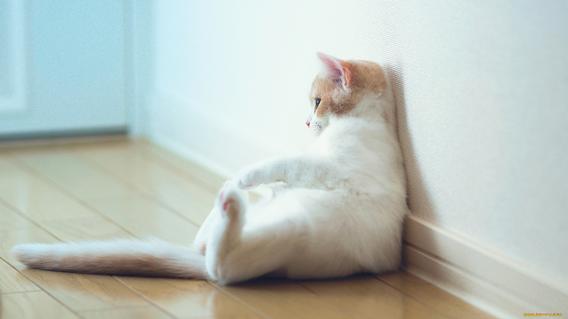 животные, коты, котёнок