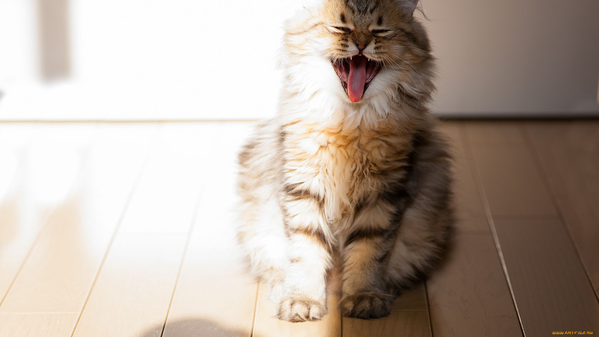 животные, коты, котёнок