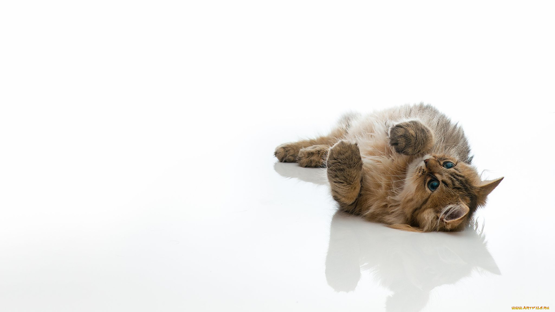 животные, коты, котёнок