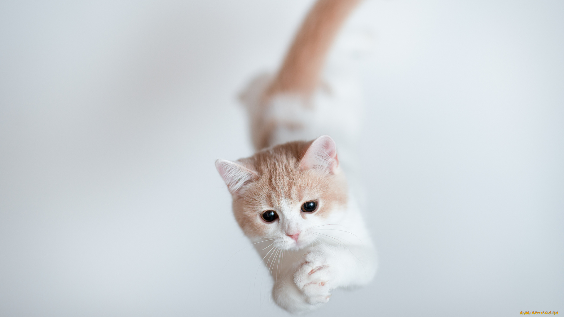 животные, коты, котёнок