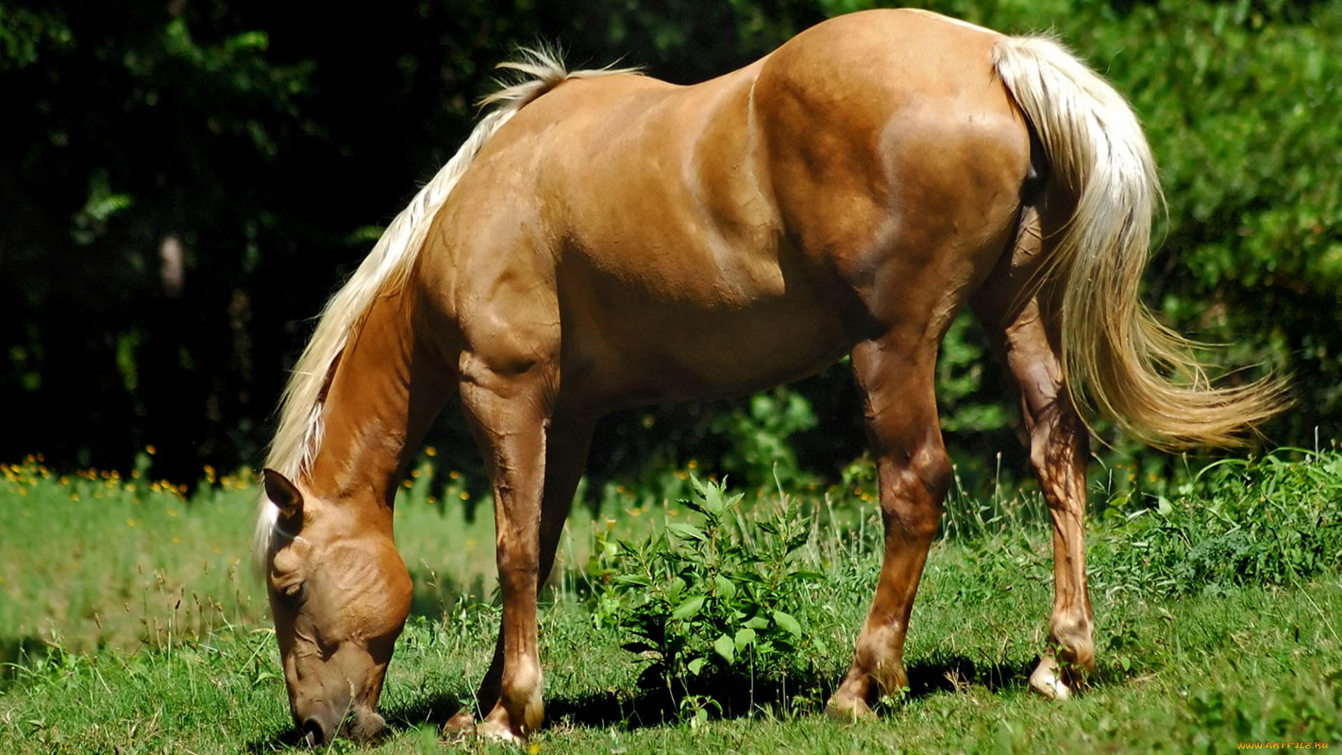 животные, лошади, лошадь